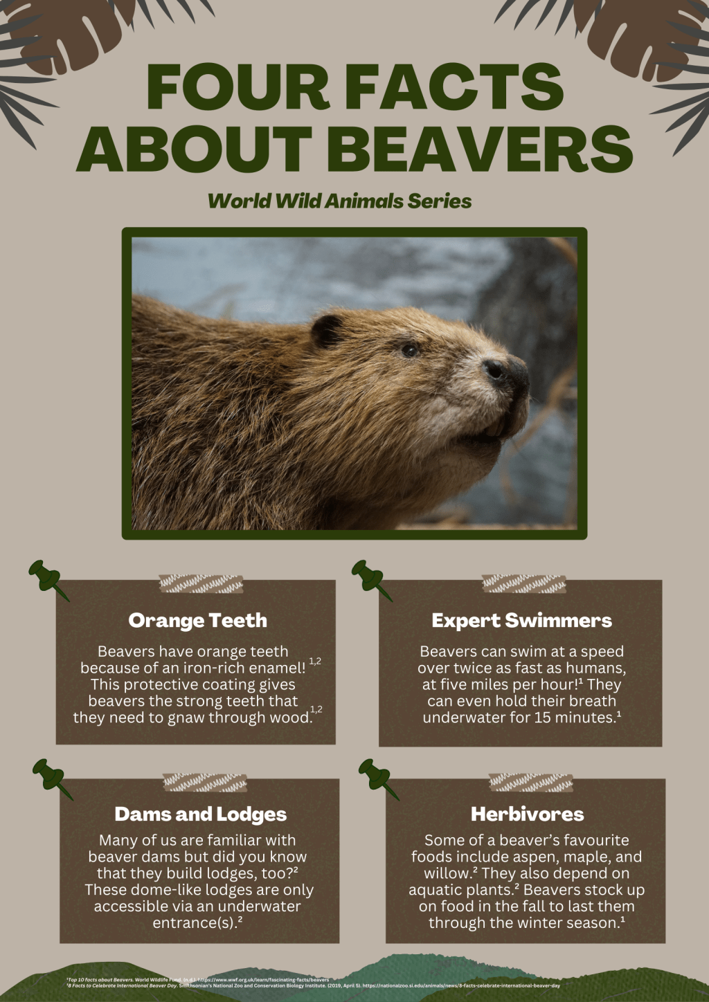 Four Facts About Beavers – World Wild Animals Series