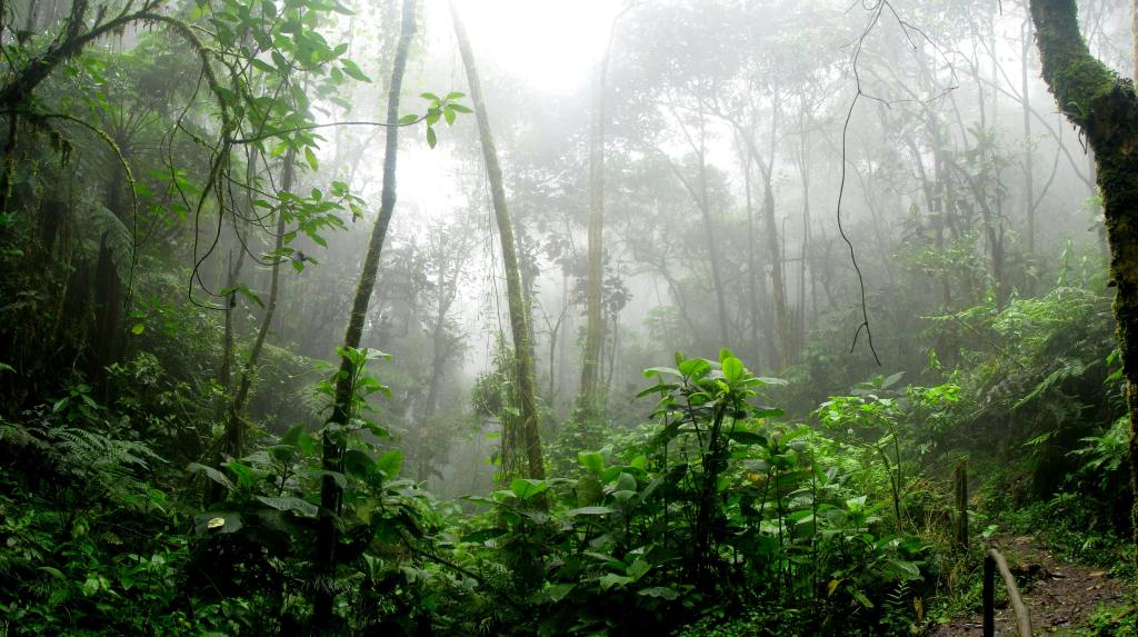 25 Trivia Questions About&nbsp;Rainforests!