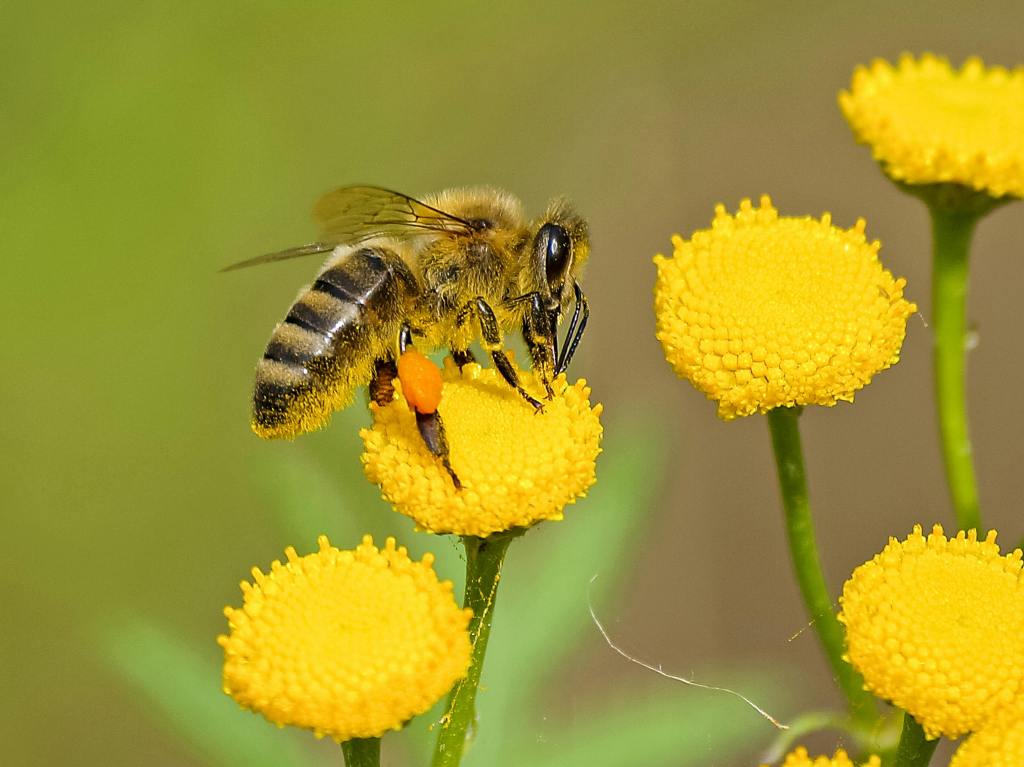 Integrated Pest and Pollinator Management – Expanding the Concept