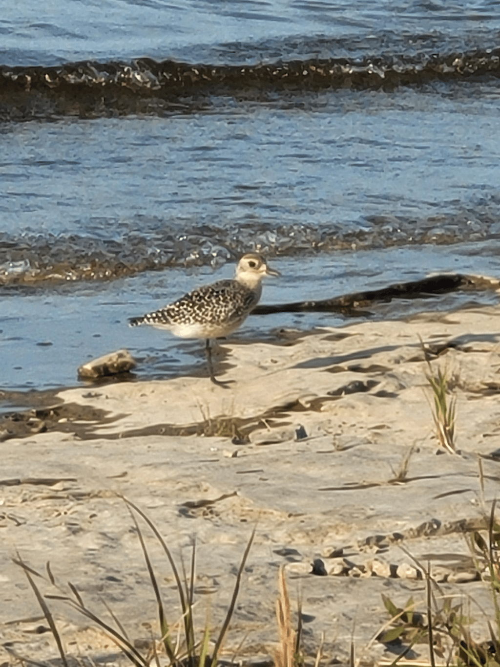 From Hobbyist to Citizen Scientist: Birding Brings Adventure for&nbsp;All
